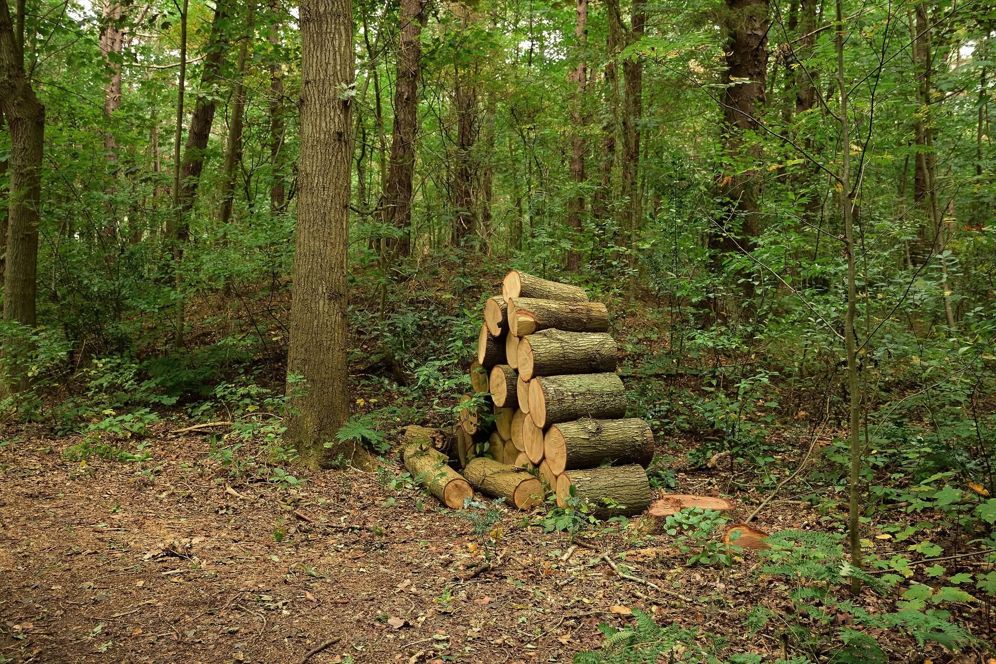 Pile of wood