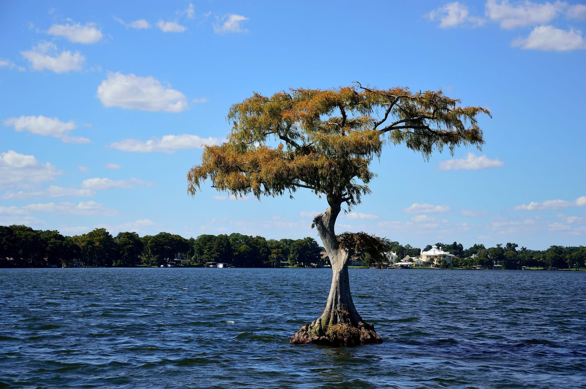 Lonely Cypress