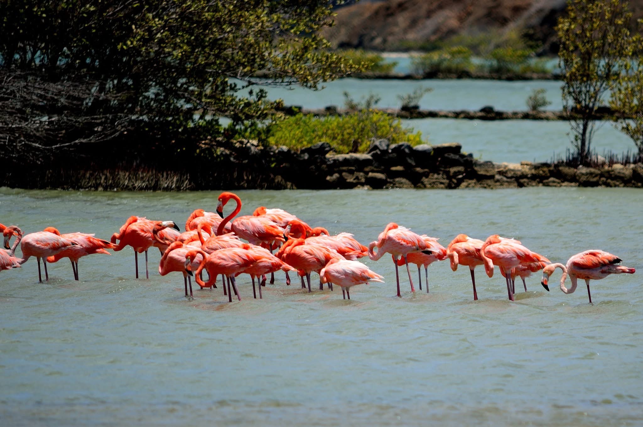 Flamingos in the wild