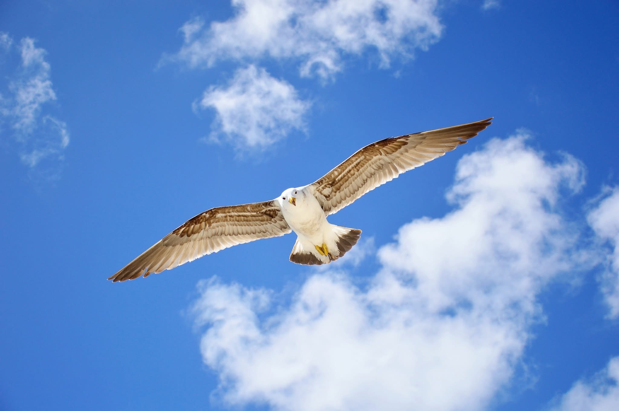 Seagull on patrol